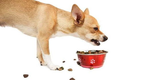 狗狗护食别惯着,送你几招最走心的护食训练法,给狗喂饭妥妥的