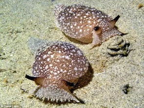 巨型海蛞蝓图片,巨大的蛞蝓。图片:引人注目的海洋生物。