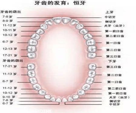 17个牙齿冷知识