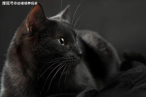 黑猫招邪还是辟邪 来看看世界各地关于黑猫的说法能有多离谱