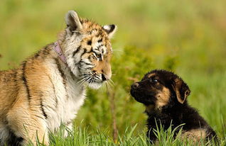 老虎俩个月大时被送入狗圈,半年后它们成为最亲密的朋友
