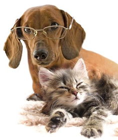 白背景戴眼镜的狗和猫趴着高清图片素材下载 
