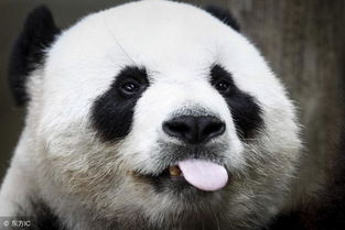 大熊猫走路为什么是内八字,大熊猫为什么是国宝？