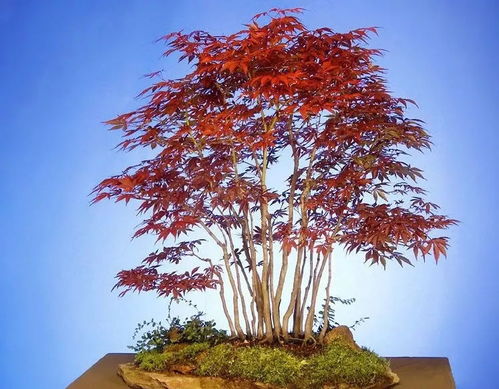 红枫盆景的养护秘籍：从叶片到枝干，让你的盆景更加美丽动人！