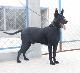 中华黑狼犬,中华黑狼狗的外貌特征