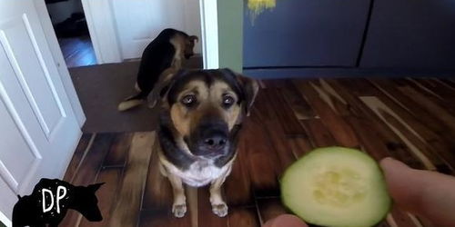 狗狗看到黄瓜会吓一跳 其实你把它切碎了,狗狗就会爱上它并吃掉