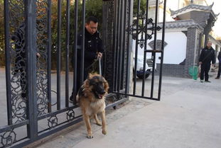 清晨,石家庄一别墅区内十几只大型犬被警方带走,小区居民说