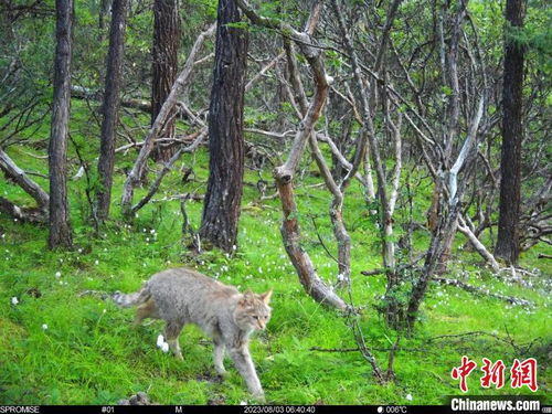 四川达古冰川首次发现荒漠猫，神秘物种惊艳亮相！