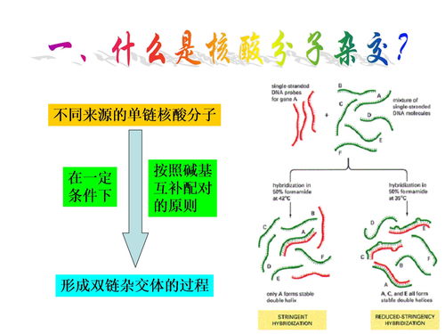 核酸杂交,核酸分子杂交名词解释(图1)