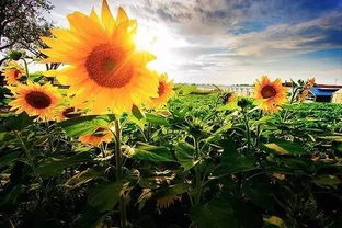 日本太阳花种子图片,太阳花Sunflower 种子, 如何可种出太阳花 ?