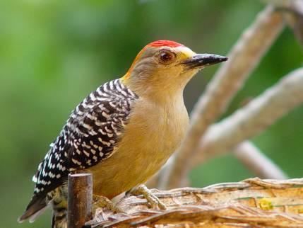 啄木鸟啄木头的声音是什么 