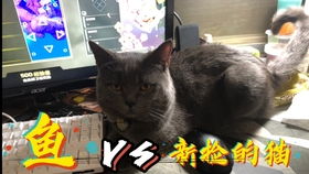 捡的猫生崽崽了