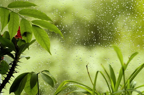 俗语 不怕五月十三雨,就怕十四断雨脚 ,你知道什么意思吗