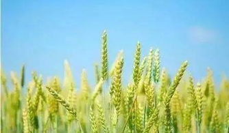 湖北 2017年秋季小麦 油菜质量监督通知 小麦真实性采用分子标记检测 