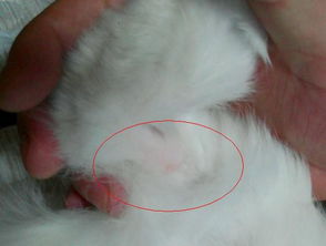 猫腿上有一块毛掉光了,是什么病 