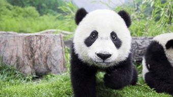 大熊猫 – 