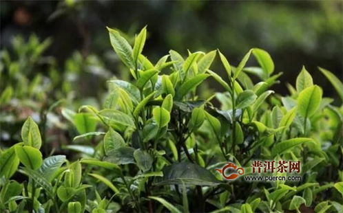 滇红茶功夫茶是什么意思