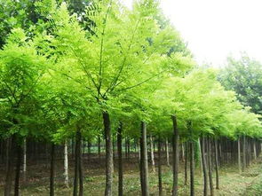 国槐的详细介绍,国槐：中国传统的重要树种