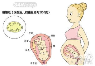 怀孕34周胎儿发育图 怀孕九个月胎儿发育过程图 孕妇常识 