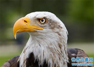 世界上视力最好的鸟,老鹰被称为千里眼 