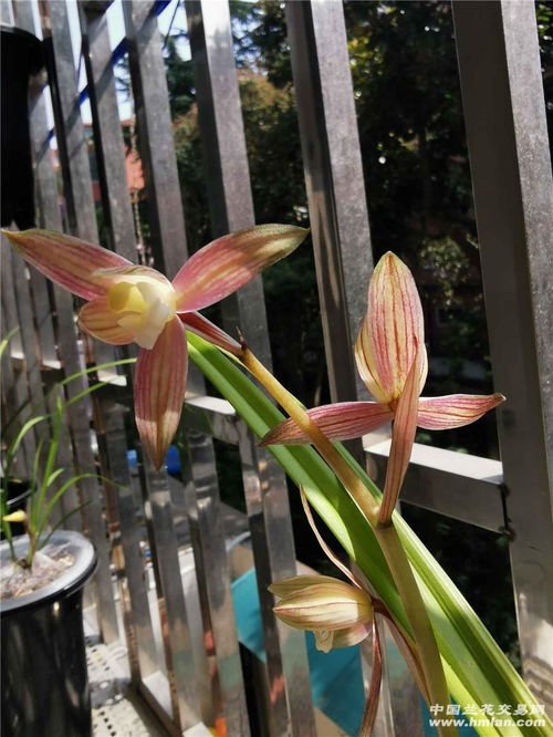 寻南京兰花种植基地 