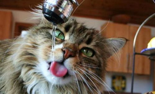 猫咪为啥不爱喝水 一天要摄入多少水分,才能让猫咪保持健康