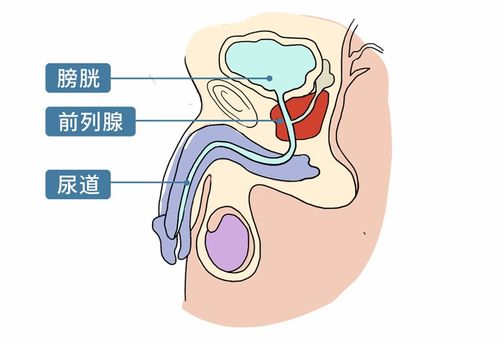 一松一紧 的提肛运动,到底有多爽 男女都得看