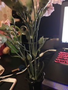 为什么康乃馨的花瓣有锯齿？