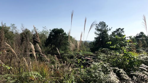 耿明远 葬地风水靠山和堂局一线非常重要,一线是贵气阴宅必富贵 