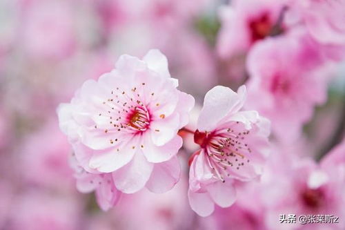 桃花的特点 桃花的特点是什么