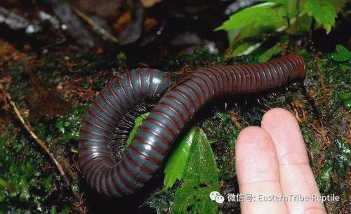 移动的珠宝 常见千足虫 马陆 Millipede 完全图鉴 