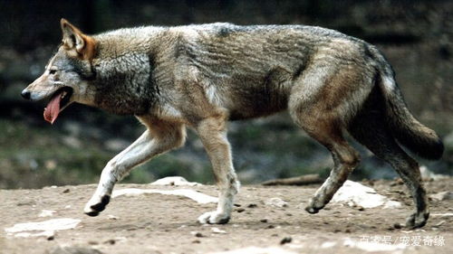 最接近狼性的猛犬,由德牧与草原狼混血而成,野性难驯,价值百万
