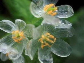 山荷叶长什么样 它的花为什么变透明 有哪些功效及作用