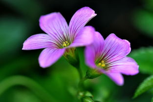 家庭盆栽紫叶酢浆草的养护方法,盆栽紫叶酢浆草的养护方法？