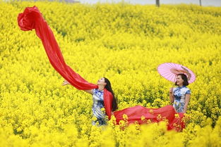 油菜花励志;春暖花开励志经典句子？