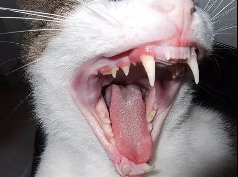 用了多美洁的洁齿水,猫咪真的可以不刷牙吗