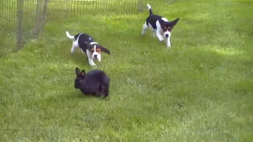 10周大的兔子,被2只狗追的满院子跑,速度还真是快 