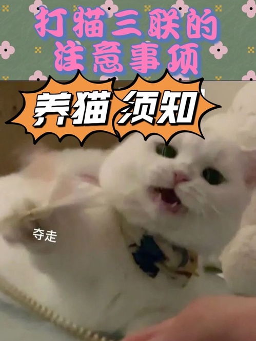 打猫三联的 注意事项