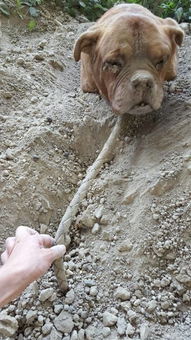外出散步发现被活埋的狗,大黑狗挖土救同类