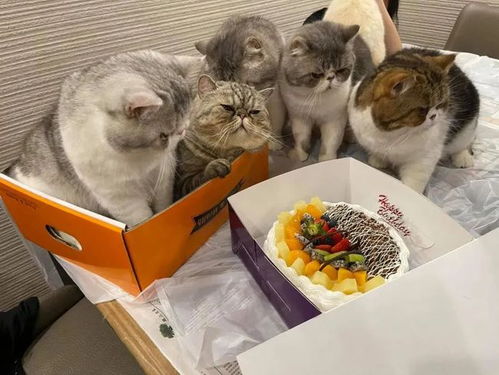 给猫过生日,其他猫一直陪伴不动,等着切蛋糕