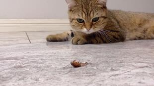 蟑螂是猫咪最好的玩具,当猫咪把蟑螂抓到星轮盘上之后..