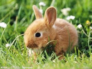 什么月份出生的生肖兔,跟菩萨最有缘