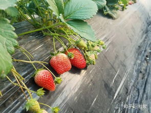 盆栽草莓用什么土种最好