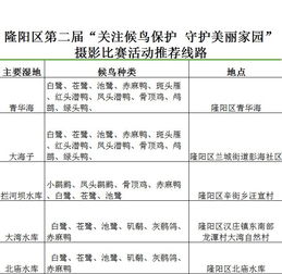 保山第二届 关注候鸟保护 守护美丽家园 摄影比赛活动公告 