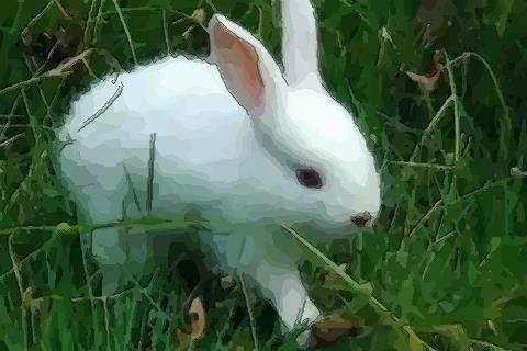 属兔的人都有哪些性格特点 生肖兔的性格怎样