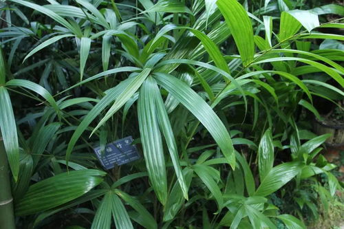 观音棕竹怎么养护,观音棕竹：绿意盎然的竹子，如何养护才能充满生机？