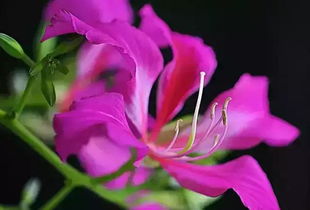 紫荆花和香港紫荆花的区别,香港紫荆花：