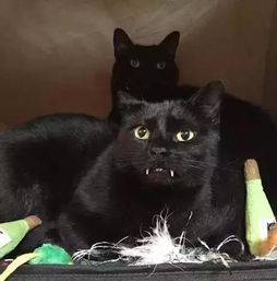 网友捡到只黑猫,发现它的虎牙特别长,经医生检查后才发现...
