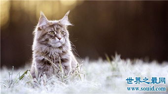 最大的猫排行榜前十名,最大热带草原猫体长超过半米 