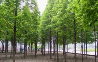 池杉品种,池杉与落叶杉的鉴别方法